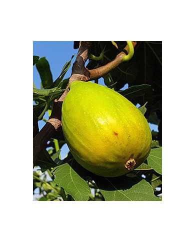 Bio Feigenbaum - Dalmatie (Baud) Bio Feigenbaum - Dalmatie (Baud)