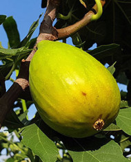 Bio Feigenbaum - Dalmatie (Baud)