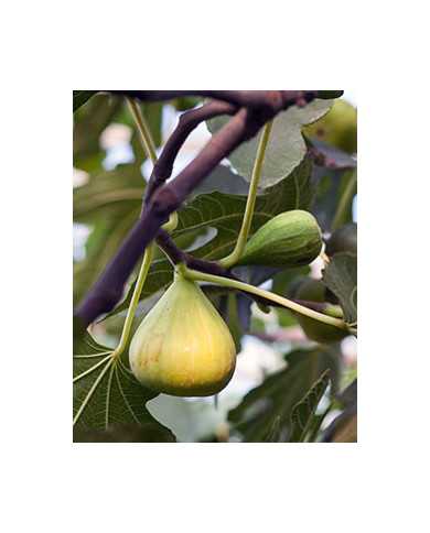 Bio Feigenbaum - Dalmatie (Baud)