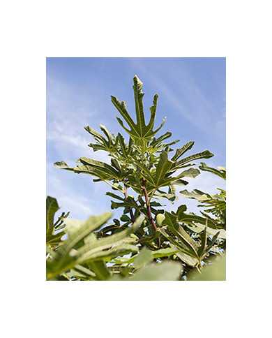 Bio Feigenbaum - Dalmatie (Baud)