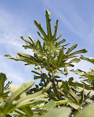 Bio Feigenbaum - Dalmatie (Baud)