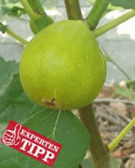 biofeigenbaum-desertking