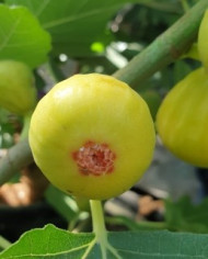 biofeigenbaum-ficcolino