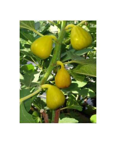 Bio Feigenbaum - Ficcolino Bio Feigenbaum - Ficcolino