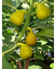 Bio Feigenbaum - Ficcolino Bio Feigenbaum - Ficcolino