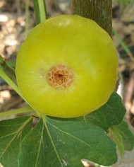 Bio Feigenbaum - Ficcolino Bio Feigenbaum - Ficcolino