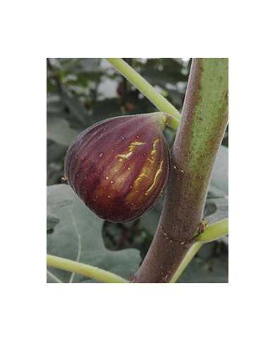 Bio Feigenbaum - Hardy Chicago (*)