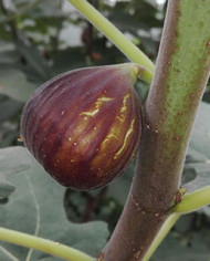 Bio Feigenbaum - Hardy Chicago (*)