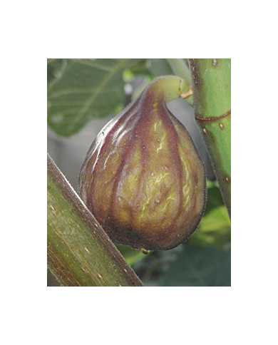 Bio Feigenbaum - Hardy Chicago (*)