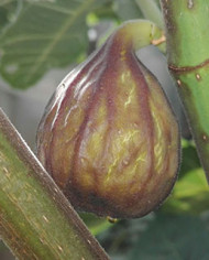 Bio Feigenbaum - Hardy Chicago (*)