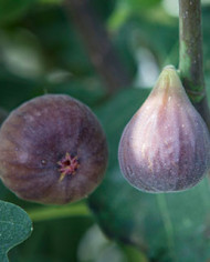 Bio Feigenbaum - Hardy Chicago (*)