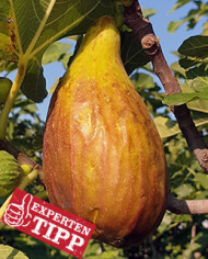 biofeigenbaum-longued´août