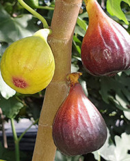 biofeigenbaum-negronne