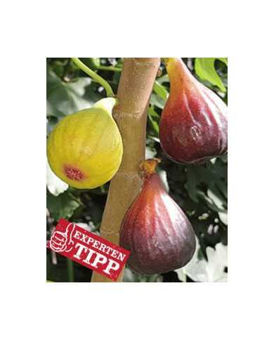 Bio Feigenbaum - Negronne