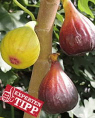 Bio Feigenbaum - Negronne