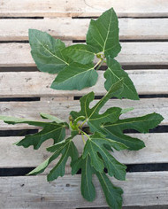 Bio Feigenbaum - Negronne