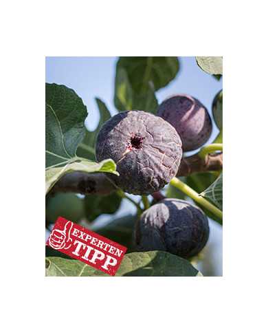 biofeigenbaum-pastiliére