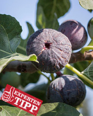 biofeigenbaum-pastiliére