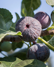 Bio Feigenbaum - Pastiliére