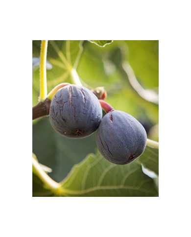 Bio Feigenbaum - Pastiliére