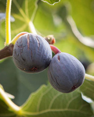 Bio Feigenbaum - Pastiliére