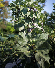 Bio Feigenbaum - Pastiliére