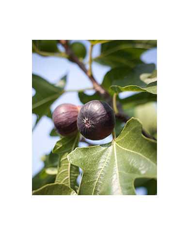 Bio Feigenbaum - Ronde Bordeaux