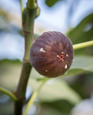 biofeigenbaum-takomaviolet biofeigenbaum-takomaviolet