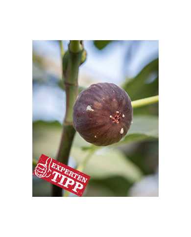 Bio Feigenbaum - Takoma Violet (*)