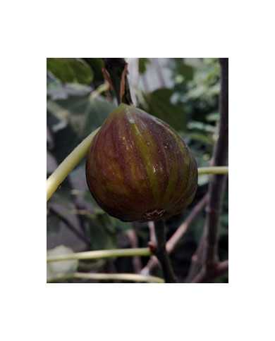 Bio Feigenbaum - Violette Sepor Bio Feigenbaum - Violette Sepor