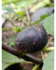 biofeigenbaumabicou biofeigenbaumabicou