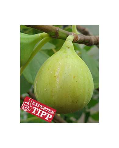 biofeigenbaumadriatic biofeigenbaumadriatic