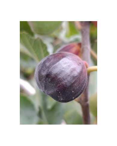 biofeigenbaumafghanistica