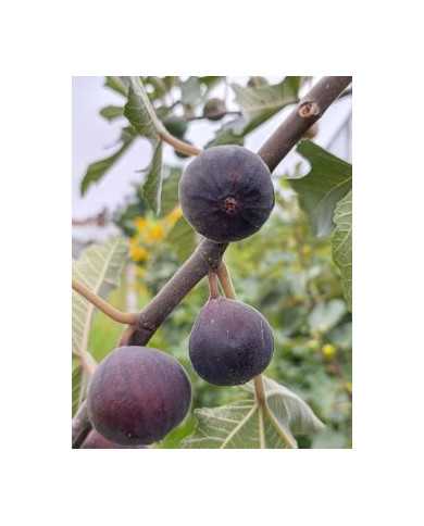 Bio Feigenbaum Afghanistica (*)