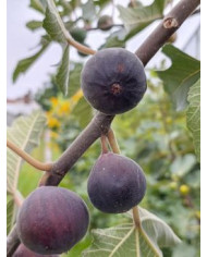 Bio Feigenbaum Afghanistica (*)