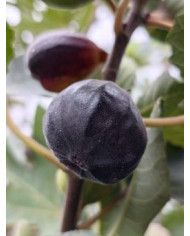 Bio Feigenbaum Afghanistica (*)