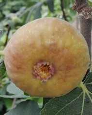 biofeigenbaumalbu biofeigenbaumalbu