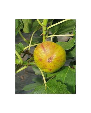 Bio Feigenbaum Albu (*) Bio Feigenbaum Albu (*)