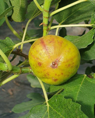 Bio Feigenbaum Albu (*) Bio Feigenbaum Albu (*)