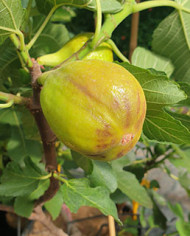 Bio Feigenbaum Albu (*) Bio Feigenbaum Albu (*)