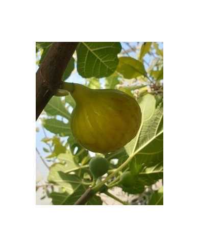 Bio Feigenbaum Albuquerque (*)