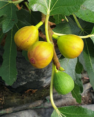 biofeigenbaumalma biofeigenbaumalma