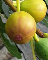 Bio Feigenbaum Alma (*) Bio Feigenbaum Alma (*)