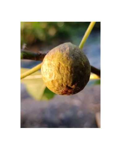 Bio Feigenbaum Alma (*) Bio Feigenbaum Alma (*)