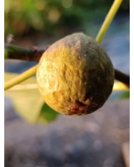 Bio Feigenbaum Alma (*) Bio Feigenbaum Alma (*)