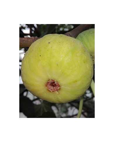 biofeigenbaumaltergersthofer