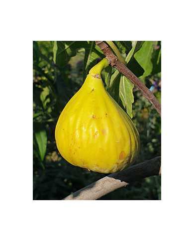 Bio Feigenbaum Alter Gersthofer (*)