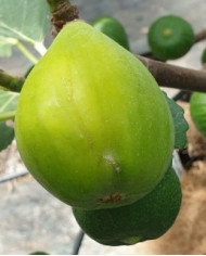 biofeigenbaumariane biofeigenbaumariane