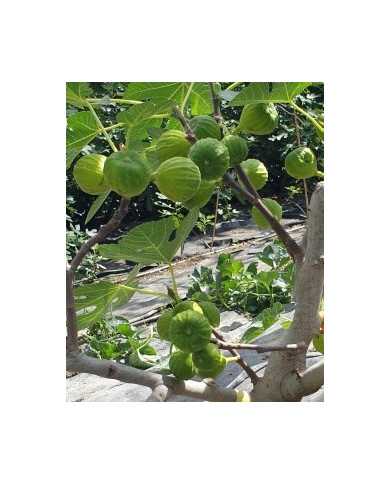 Bio Feigenbaum Ariane (*)