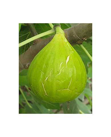 biofeigenbaumatreano